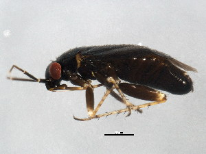  ( - BIOUG02022-G05)  @13 [ ] CreativeCommons - Attribution (2012) CBG Photography Group Centre for Biodiversity Genomics