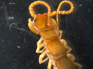  (Eupolybothrus litoralis - NMNHS-PES-00082)  @12 [ ] CreativeCommons - Attribution (2009) CBG Photography Group Centre for Biodiversity Genomics