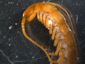  (Eupolybothrus transsylvanicus - NMNHS-PES-00063)  @11 [ ] CreativeCommons - Attribution (2009) CBG Photography Group Centre for Biodiversity Genomics