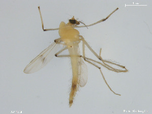  ( - XJ113)  @11 [ ] CreativeCommons - Attribution Non-Commercial (2017) Xiaolong Lin NTNU University Museum, Department of Natural History