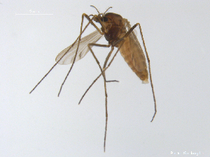  (Macropelopia sp. 2XL - XJ159)  @11 [ ] CreativeCommons - Attribution Non-Commercial Share-Alike (2018) Xiaolong Lin Department of Natural History, NTNU University Museum