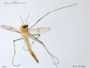  ( - XJ167)  @11 [ ] CreativeCommons - Attribution Non-Commercial Share-Alike (2018) Xiaolong Lin Department of Natural History, NTNU University Museum