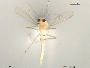  (Tanytarsus sp. 5XL - XJ27)  @11 [ ] CreativeCommons - Attribution Non-Commercial Share-Alike (2018) Xiaolong Lin NTNU University Museum, Department of Natural History