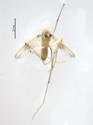  ( - XJ96)  @11 [ ] CreativeCommons - Attribution Non-Commercial Share-Alike (2018) Xiaolong Lin Department of Natural History, NTNU University Museum
