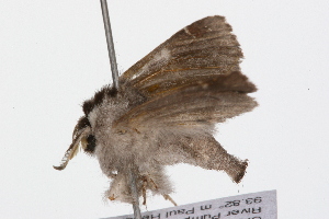  ( - 09PROBE-09584)  @12 [ ] CreativeCommons - Attribution (2009) CBG Photography Group Centre for Biodiversity Genomics