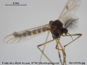  (Macropelopia nebulosa - TRD-CH183)  @13 [ ] CreativeCommons - Attribution Non-Commercial Share-Alike (2015) NTNU University Museum, Department of Natural History NTNU University Museum, Department of Natural History