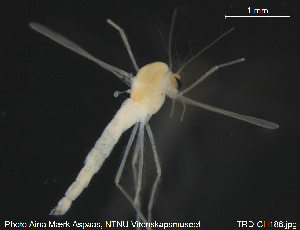  (Tanytarsus eminulus - TRD-CH188)  @13 [ ] CreativeCommons - Attribution Non-Commercial Share-Alike (2015) NTNU University Museum, Department of Natural History NTNU University Museum, Department of Natural History