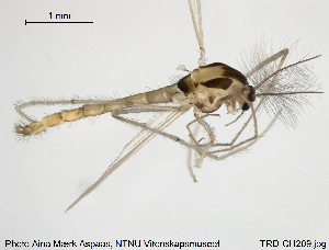  (Tanytarsus usmaensis - TRD-CH209)  @14 [ ] CreativeCommons - Attribution Non-Commercial Share-Alike (2015) NTNU University Museum, Department of Natural History NTNU University Museum, Department of Natural History