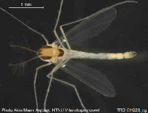  (Tanytarsus brundini - TRD-CH225)  @14 [ ] CreativeCommons - Attribution Non-Commercial Share-Alike (2015) NTNU University Museum, Department of Natural History NTNU University Museum, Department of Natural History