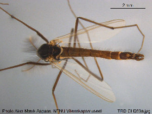  ( - TRD-CH263)  @12 [ ] CreativeCommons - Attribution Non-Commercial Share-Alike (2015) NTNU University Museum, Department of Natural History NTNU University Museum, Department of Natural History