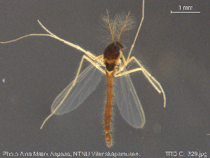  ( - TRD-CH329)  @11 [ ] CreativeCommons - Attribution Non-Commercial Share-Alike (2015) NTNU University Museum, Department of Natural History NTNU University Museum, Department of Natural History