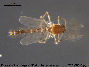  ( - TRD-CH365)  @11 [ ] CreativeCommons - Attribution Non-Commercial Share-Alike (2015) NTNU University Museum, Department of Natural History NTNU University Museum, Department of Natural History