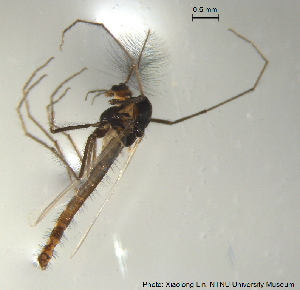  (Tanytarsus fennicus - XL551)  @11 [ ] Creative Commons  Attribution Non-Commercial Share-Alike (2017) NTNU University Museum, Department of Natural History NTNU University Museum, Department of Natural History