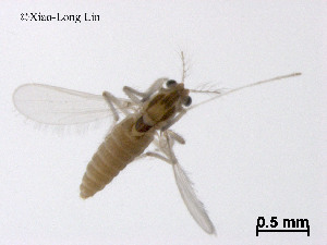  ( - CHGLG29)  @11 [ ] CreativeCommons-Attribution Non-Commercial Share-Alike (2020) Xiaolong Lin Nankai University, College of Life Sciences