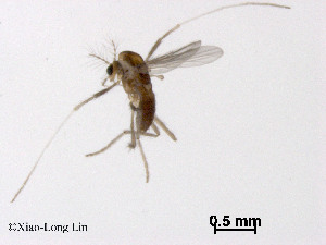  ( - CHGLG37)  @11 [ ] CreativeCommons-Attribution Non-Commercial Share-Alike (2020) Xiaolong Lin Nankai University, College of Life Sciences