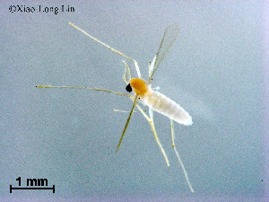  ( - CHGLG54)  @11 [ ] CreativeCommons-Attribution Non-Commercial Share-Alike (2020) Xiaolong Lin Nankai University, College of Life Sciences