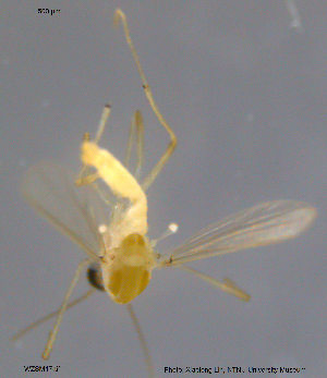  (Rheotanytarsus sp. 2XL - WZSM17)  @11 [ ] CreativeCommons - Attribution Non-Commercial Share-Alike (2015) NTNU University Museum, Department of Natural History NTNU University Museum, Department of Natural History
