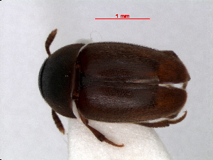  ( - RMNH.INS.63337)  @11 [ ] Unspecified (default): All Rights Reserved (2013) Unspecified Naturalis, Biodiversity Centre