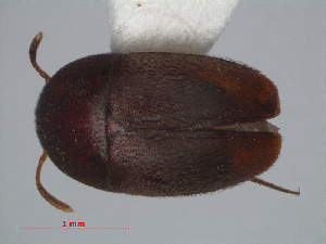  (Ptomaphaginus - RMNH.INS.549271)  @13 [ ] CreativeCommons - Attribution Non-Commercial Share-Alike (2012) Unspecified Naturalis, Biodiversity Centre
