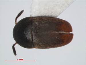  ( - RMNH.INS.549308)  @11 [ ] CreativeCommons - Attribution Non-Commercial Share-Alike (2012) Unspecified Naturalis, Biodiversity Centre