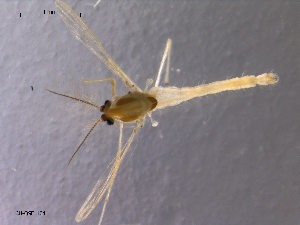  (Tanytarsus heusdensis - CH-OSF104)  @12 [ ] CreativeCommons - Attribution Non-Commercial Share-Alike (2011) NTNU Museum of Natural History and Archaeology NTNU Museum of Natural History and Archaeology