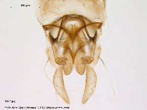  (Tanytarsus nemorosus - Finnmark427)  @12 [ ] CreativeCommons - Attribution Non-Commercial Share-Alike (2012) NTNU Museum of Natural History and Archaeology NTNU Museum of Natural History and Archaeology