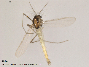  (Tanytarsus debilis - Finnmark450)  @13 [ ] CreativeCommons - Attribution Non-Commercial Share-Alike (2012) NTNU Museum of Natural History and Archaeology NTNU Museum of Natural History and Archaeology