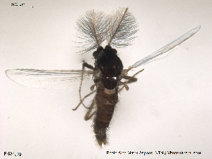  ( - Finnmark536)  @12 [ ] CreativeCommons - Attribution Non-Commercial Share-Alike (2012) NTNU Museum of Natural History and Archaeology NTNU Museum of Natural History and Archaeology