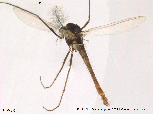  (Tanytarsus gracilentus - Finnmark632)  @13 [ ] CreativeCommons - Attribution Non-Commercial Share-Alike (2012) NTNU Museum of Natural History and Archaeology NTNU Museum of Natural History and Archaeology