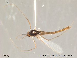  (Tanytarsus aculeatus - Finnmark200)  @13 [ ] CreativeCommons - Attribution Non-Commercial Share-Alike (2012) NTNU Museum of Natural History and Archaeology NTNU Museum of Natural History and Archaeology