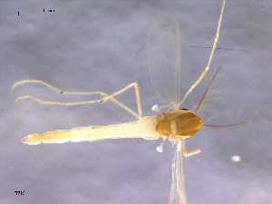  (Rheotanytarsus pentapoda - Finnmark716)  @13 [ ] CreativeCommons - Attribution Non-Commercial Share-Alike (2011) NTNU Museum of Natural History and Archaeology NTNU Museum of Natural History and Archaeology