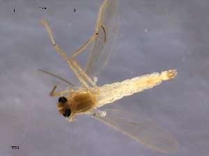  (Rheotanytarsus distinctissimus - Finnmark729)  @13 [ ] CreativeCommons - Attribution Non-Commercial Share-Alike (2011) NTNU Museum of Natural History and Archaeology NTNU Museum of Natural History and Archaeology
