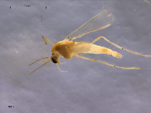  ( - Finnmark731)  @13 [ ] CreativeCommons - Attribution Non-Commercial Share-Alike (2011) NTNU Museum of Natural History and Archaeology NTNU Museum of Natural History and Archaeology
