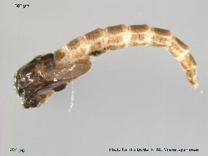  ( - Finnmark801)  @12 [ ] CreativeCommons - Attribution Non-Commercial Share-Alike (2012) NTNU Museum of Natural History and Archaeology NTNU Museum of Natural History and Archaeology