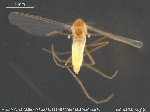  ( - Finnmark865)  @12 [ ] CreativeCommons - Attribution Non-Commercial Share-Alike (2015) NTNU University Museum, Department of Natural History NTNU University Museum, Department of Natural History