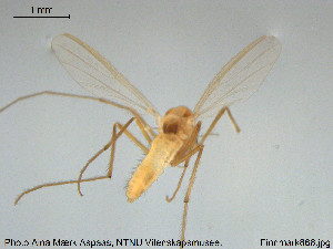  ( - Finnmark866)  @12 [ ] CreativeCommons - Attribution Non-Commercial Share-Alike (2015) NTNU University Museum, Department of Natural History NTNU University Museum, Department of Natural History