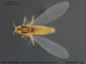  (Lappokiefferiella - Finnmark871)  @13 [ ] CreativeCommons - Attribution Non-Commercial Share-Alike (2015) NTNU University Museum, Department of Natural History NTNU University Museum, Department of Natural History