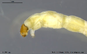  ( - BJ296)  @12 [ ] CreativeCommons - Attribution Non-Commercial Share-Alike (2011) NTNU Museum of Natural History and Archaeology NTNU Museum of Natural History and Archaeology