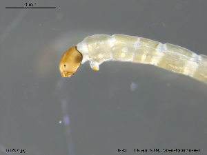  ( - BJ297)  @12 [ ] CreativeCommons - Attribution Non-Commercial Share-Alike (2011) NTNU Museum of Natural History and Archaeology NTNU Museum of Natural History and Archaeology