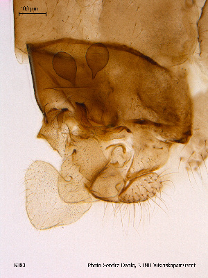  ( - BJ80)  @12 [ ] CreativeCommons - Attribution Non-Commercial Share-Alike (2011) NTNU Museum of Natural History and Archaeology NTNU Museum of Natural History and Archaeology