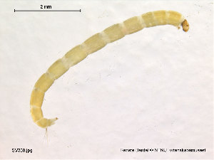  ( - SV338)  @12 [ ] CreativeCommons - Attribution Non-Commercial Share-Alike (2010) NTNU Museum of Natural History and Archaeology NTNU Museum of Natural History and Archaeology