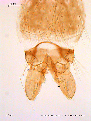  ( - SOE49)  @12 [ ] CreativeCommons - Attribution Non-Commercial Share-Alike (2010) NTNU Museum of Natural History and Archaeology NTNU Museum of Natural History and Archaeology