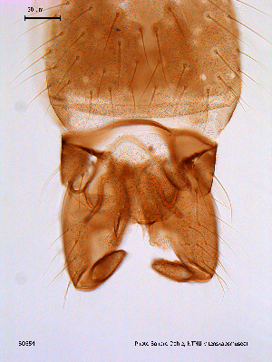  ( - SOE54)  @12 [ ] CreativeCommons - Attribution Non-Commercial Share-Alike (2010) NTNU Museum of Natural History and Archaeology NTNU Museum of Natural History and Archaeology