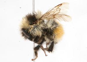  ( - CHU05-BEE-009)  @13 [ ] Unspecified (default): All Rights Reserved  Unspecified Unspecified
