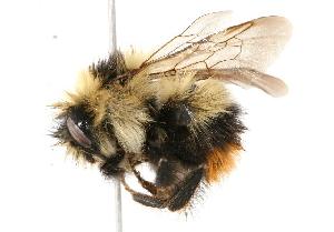  ( - CHU05-BEE-010)  @14 [ ] Unspecified (default): All Rights Reserved  Unspecified Unspecified