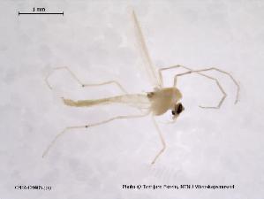  (Rheotanytarsus sp. TE01 - CHIR_CH405)  @12 [ ] CreativeCommons - Attribution Non-Commercial Share-Alike (2010) NTNU Museum of Natural History and Archaeology NTNU Museum of Natural History and Archaeology