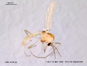  (Rheotanytarsus pellucidus - CHIR_CH410)  @13 [ ] CreativeCommons - Attribution Non-Commercial Share-Alike (2010) NTNU Museum of Natural History and Archaeology NTNU Museum of Natural History and Archaeology