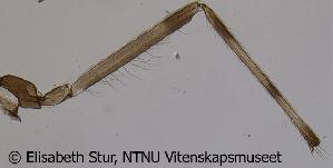  ( - CHIR_CH10)  @12 [ ] CreativeCommons - Attribution Non-Commercial Share-Alike (2010) NTNU Museum of Natural History and Archaeology NTNU Museum of Natural History and Archaeology