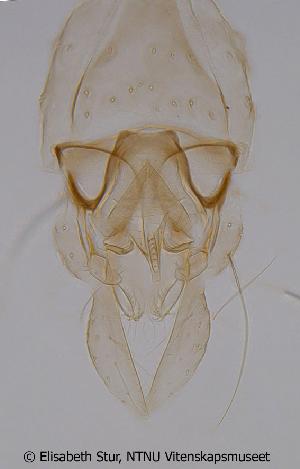  (Tanytarsus sp. 9XL - CHIR_CH198)  @12 [ ] CreativeCommons - Attribution Non-Commercial Share-Alike (2010) NTNU Museum of Natural History and Archaeology NTNU Museum of Natural History and Archaeology
