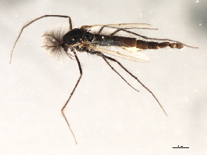  ( - HLC-26943)  @12 [ ] CreativeCommons - Attribution (2009) CBG Photography Group Centre for Biodiversity Genomics